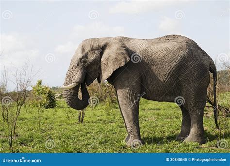 Adult African Elephant Side View Stock Image Image Of Wild Africa