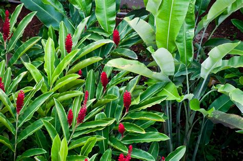 Red Ginger Ginger Plant Plants Hawaiian Plants