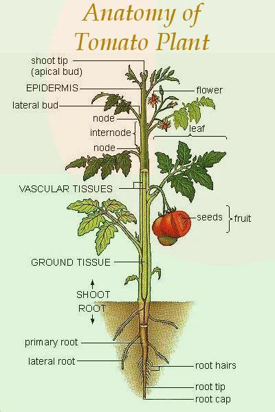 Tomato Plant Anatomy Plantas De Tomate Cultivo De Hortalizas Huerto Ecologico
