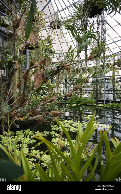 Tropical Greenhouse At The Leuven Botanic Kruidtuin Garden Leuven