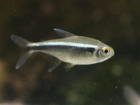 Black Neon Tetra Fish Characteristics Habitat Care And More