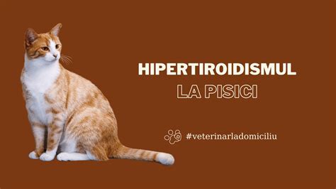 Hipertiroidism La Pisici Cauze Simptome Tratament Biotur My Xxx Hot Girl