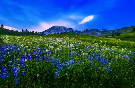 Download Landscape Mountain Flower Nature Field Hd Wallpaper