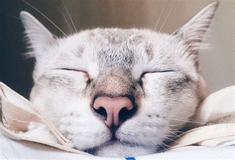 My cat has a runny nose. How to Treat a Runny Nose in Cats