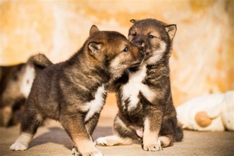 All About Shikoku Dog Breed Origin Behavior Trainability Facts