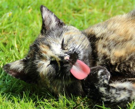 General signs of ill health like anorexia or depression are often seen as the disease progresses. Why Does Your Cat's Tongue Feel Like Sandpaper? - The ...