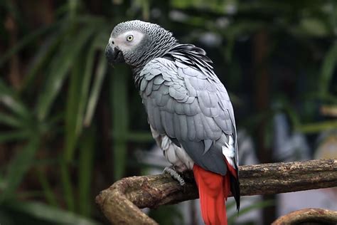 African Grey Parrot Species In Decline Bird Academy The Cornell Lab