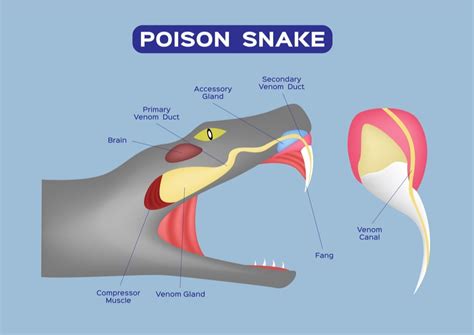 Snake Anatomy Information Petsoid