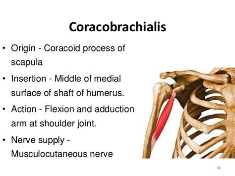 Coracobrachialis Human Anatomy And Physiology Massage Therapy