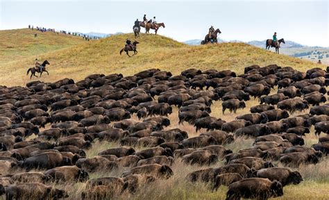Custer State Park Buffalo Roundup Weekend Guide Travel South Dakota