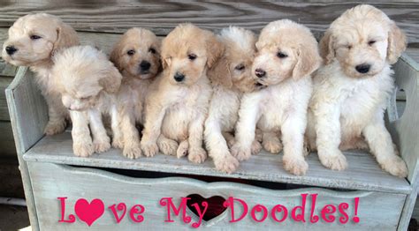 A good breeder will not only help match the perfect puppy for your family, they will also adhere to ethical and responsible canine care. Goldendoodle Puppies in Florida by Love My Doodles