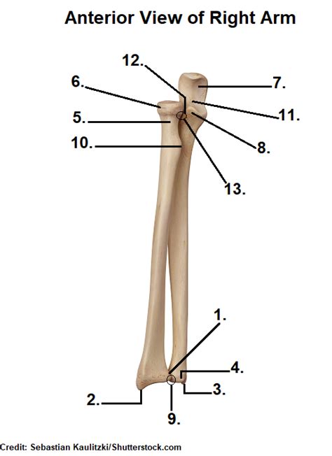 Radii) is one of the two long bones present in the forearm, located laterally in the supinated anatomical position. Radius and Ulna Bone Quiz (Anatomy)