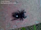 It is important to identify the correct species of spider to tell harmless house before looking at pictures of spiders and how to identify them correctly, there are a few important facts to know about spiders. all kinds of spiders pictures | Black spider with white ...