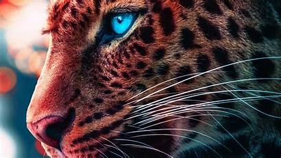 Cheetah 4k Eyes Magical Wallpapers Animals 1080