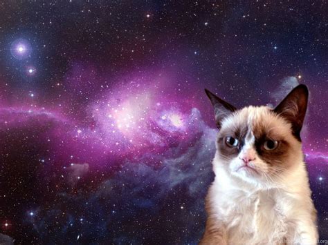 Grumpy Cat Meme Hd Desktop Wallpapers Desktop Background