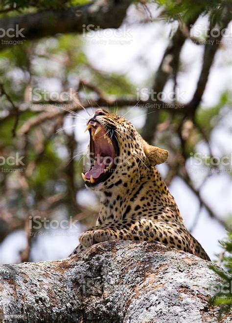 Leopard Lying On A Tree And Yawns National Park Kenya Stock Photo