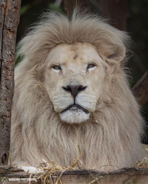 African White Lion Zoo Amneville Mandenno Photography Flickr