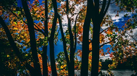 Sunbeams Between Trees In Autumn Season Daylight 4k Trees Wallpapers