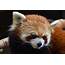 Zoo Atlanta Mourns Loss Of Beloved Red Panda Idgie 