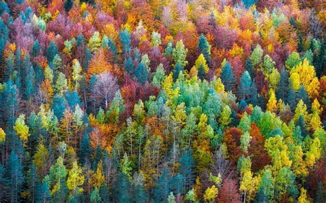 Rainbow Forest Wallpapers Top Free Rainbow Forest Backgrounds