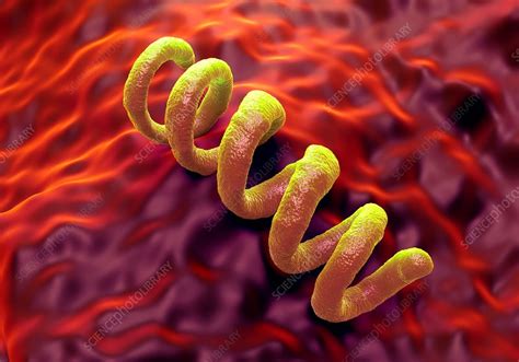 Treponema Pallidum Syphilis Bacterium Stock Image F0121666