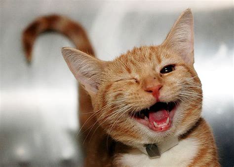 25 Smiling Animals That Will Instantly Make You Smile