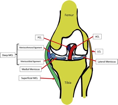 Anatomy Of Left Knee Joint And Attachments Of Deep Medial Collateral