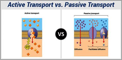 Active And Passive Transport Biology Quizizz
