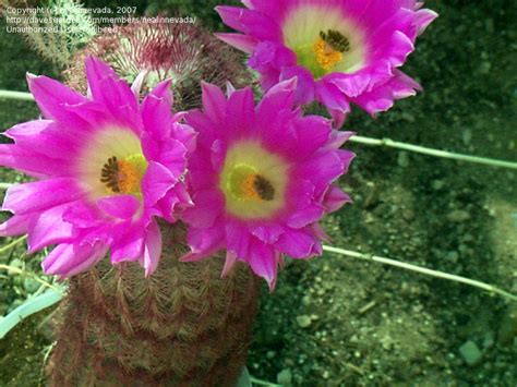 Plantfiles Pictures Echinocereus Species Arizona Rainbow Hedgehog