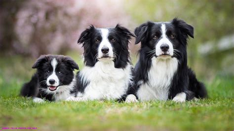 Heres What Industry Insiders Say About Border Collie Puppies For Sale