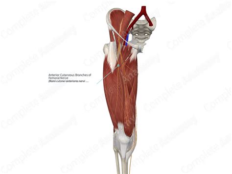 Anterior Cutaneous Branches Of Femoral Nerve Complete Anatomy