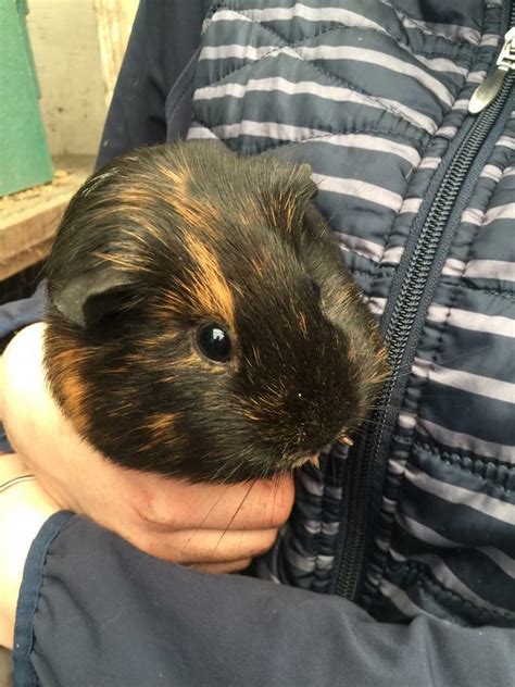 Guinea Pigs For Sale In Neath Neath Port Talbot Gumtree