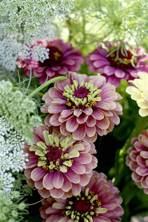 Six Zingy Zinnias To Grow The English Garden