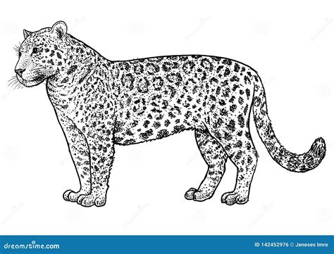 Jaguar Illustration Drawing Engraving Ink Line Art Vector Stock