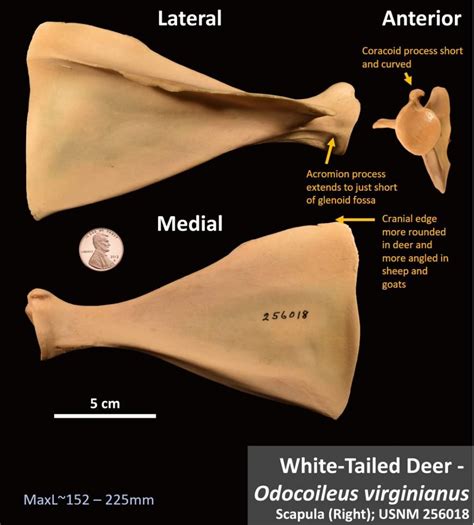 White Tailed Deer Scapula Osteoid Bone Identification
