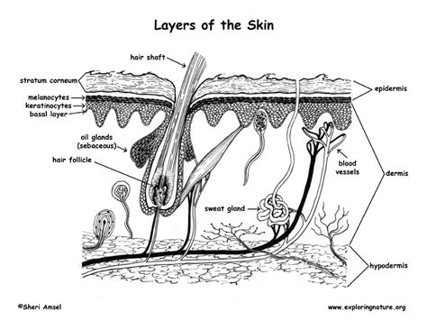 Mammalian Skin Diagram