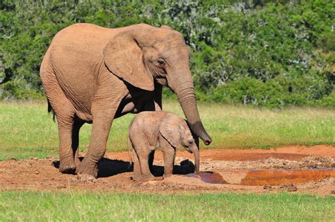 Dramatic Population Decline In African Savanna Elephants Revealed Infocongo