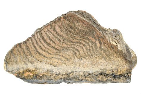 57 Polished Strelley Pool Stromatolite Slab 343 Billion Years Old