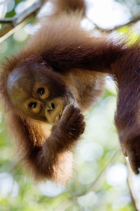 Semenggok Orang Utan Rehabilitation License Image 70100828 Lookphotos