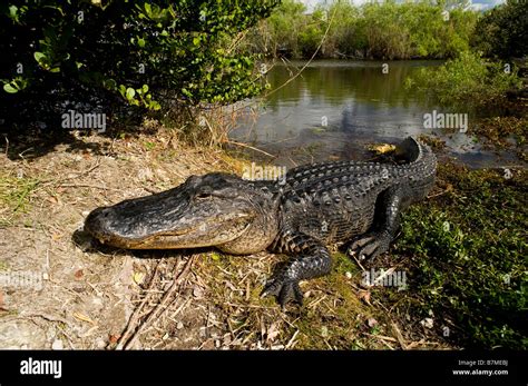 American Alligator Alligator Mississippiensis Basking In The Sun In