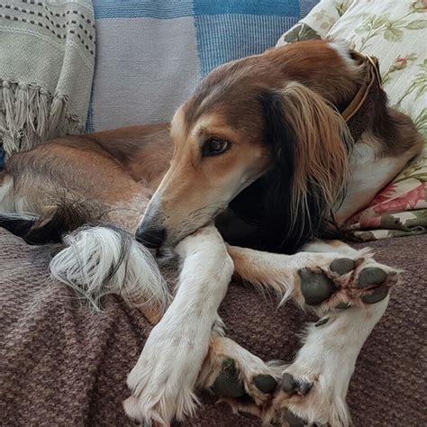 red our rescue saluki saluki hound rescue