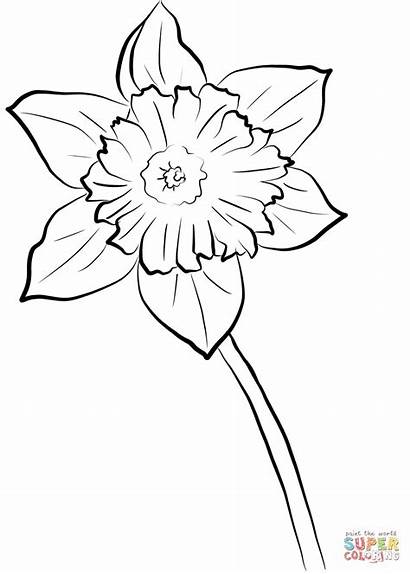 Daffodil Coloring Printable Daffodils Yellow Flower Flowers