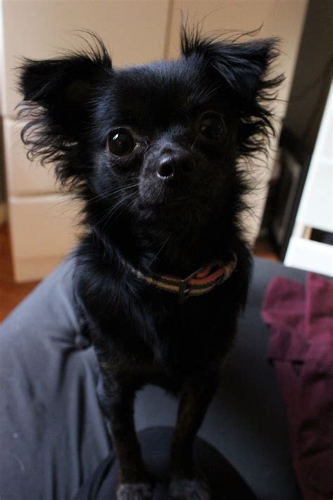 Black Long Haired Chihuahua Pomeranian Mix Pets Lovers