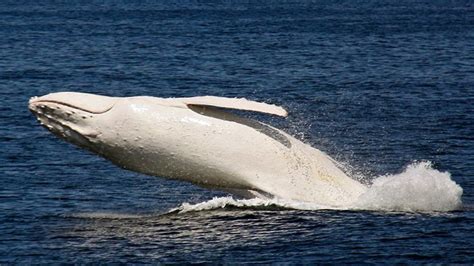 Earths Only Albino Humpback Whale Reveals Itself In These Fantastic