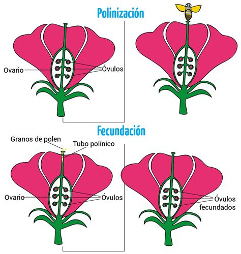 Reproducci N Sexual De Las Plantas Escolar Abc Color