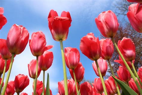 Poze Natură Plantă Floare Petală Floral Lalea Arc Roșu