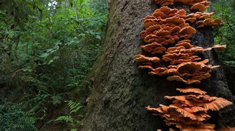 One Species At A Time Fungi National Geographic Society