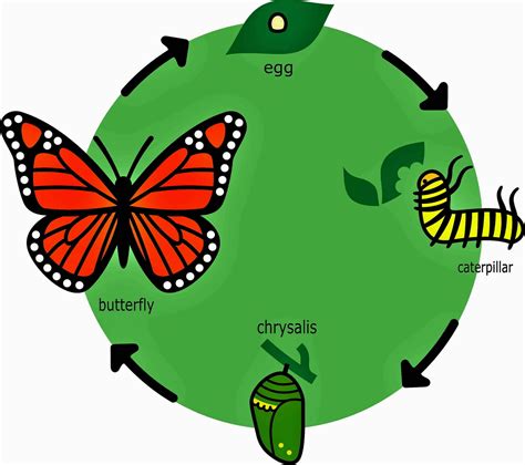 The Butterfly Life Cycle Has Four Life Stages Whizzed Net