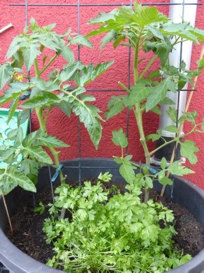 Tomaten sind das beliebteste gemüse für den eigenen anbau. Tomaten pflanzen im Garten und auf dem Balkon, natürlich ...