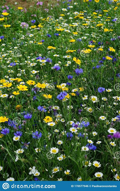 Wild Cornfield Mix Meadow Flowers Native Uk Varieties Stock Photo